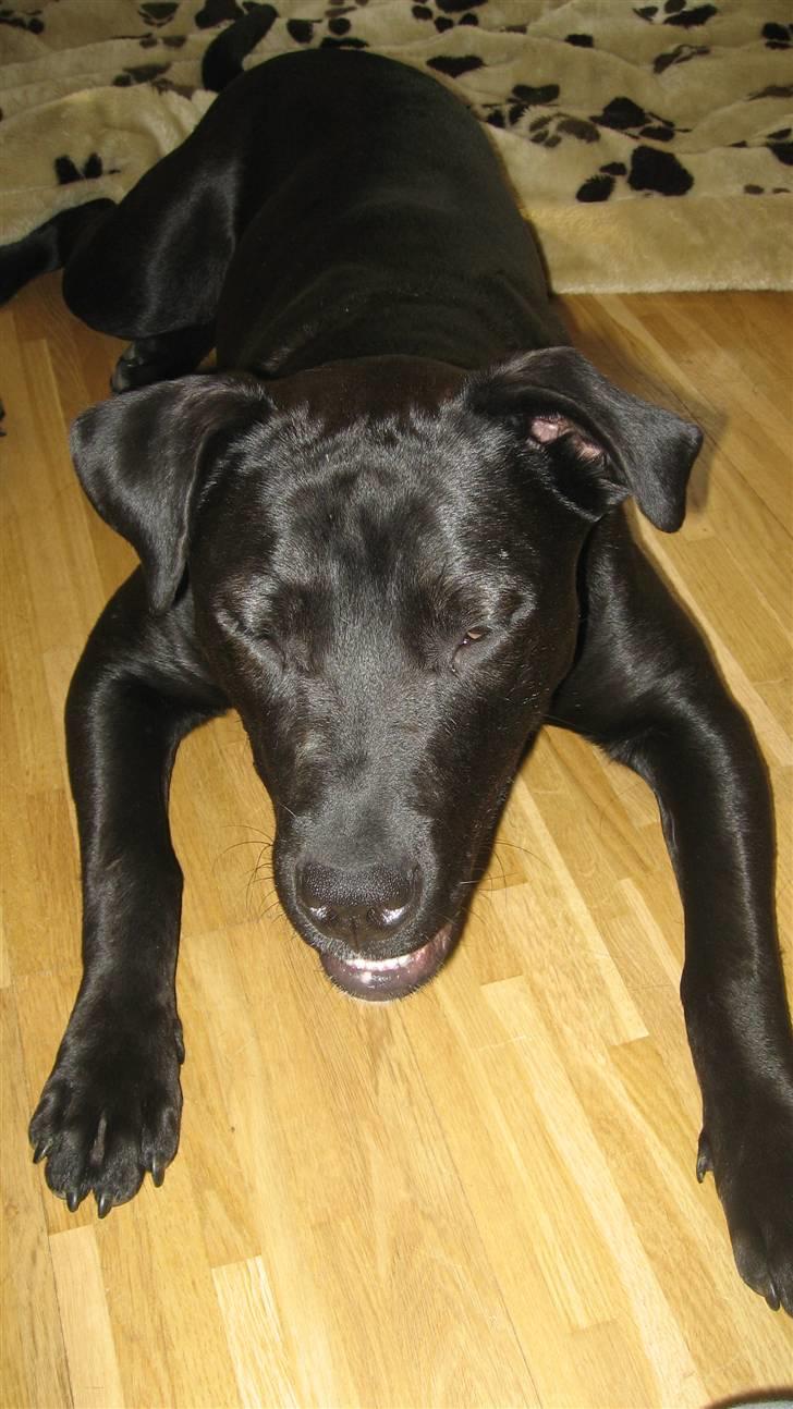 Blanding af racer Shiva R.I.P 11/6-08 - Stop nu de billeder moor. billede 13