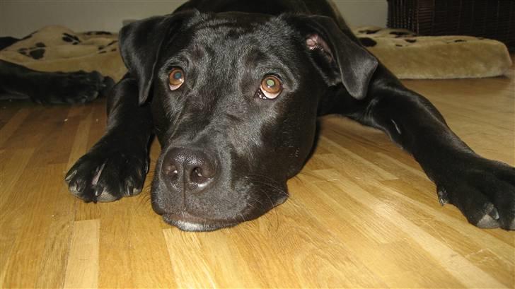 Blanding af racer Shiva R.I.P 11/6-08 - "Lille" Shiva tøsen. billede 14