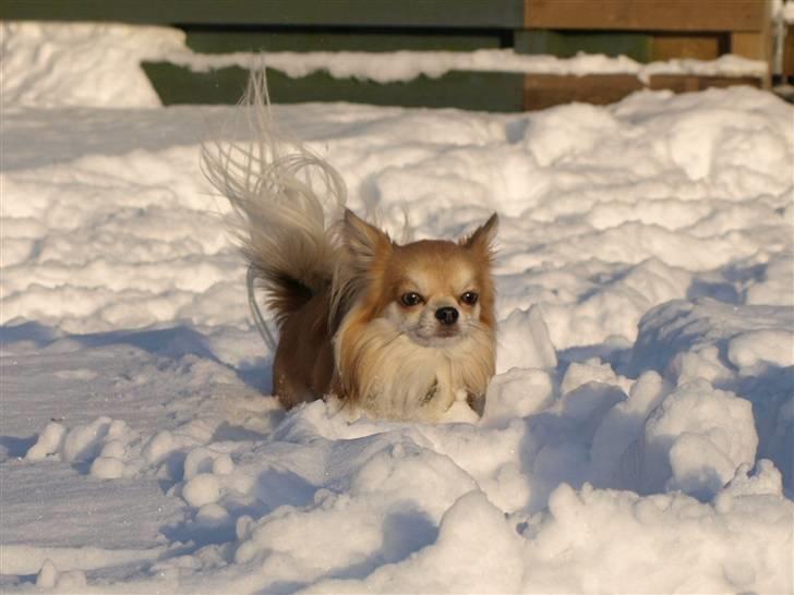 Chihuahua Caspar aka Rangeren - Caspar kommer i flyvende fart hen til mor..... NÆSTEN, for den sne er dyb;o) billede 30