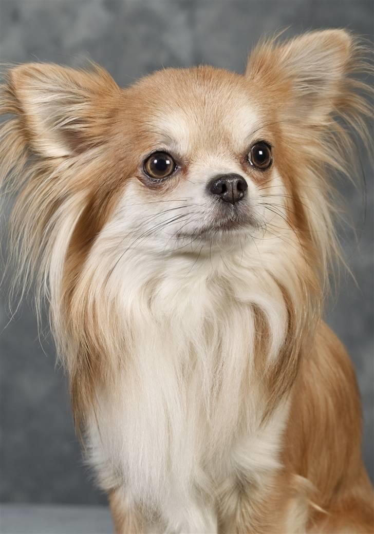 Chihuahua Caspar aka Rangeren billede 41