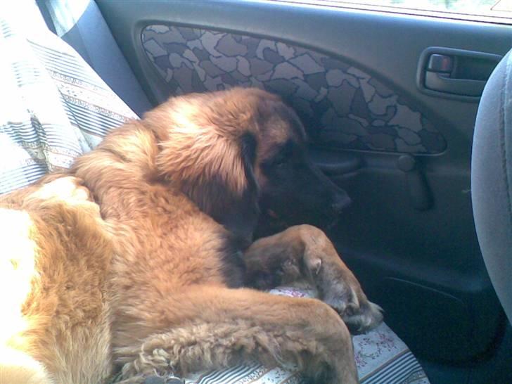 Leonberger Star of Regulus Red Skin - Jaa. en hund kan os blive træt jo.. billede 11