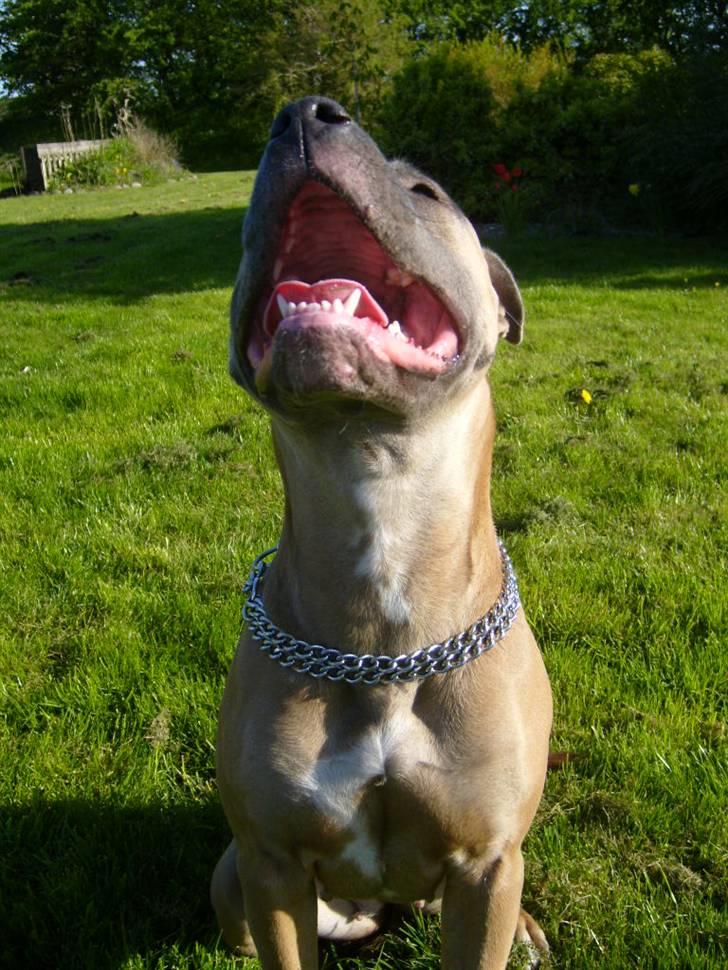 Amerikansk staffordshire terrier Ginous billede 20