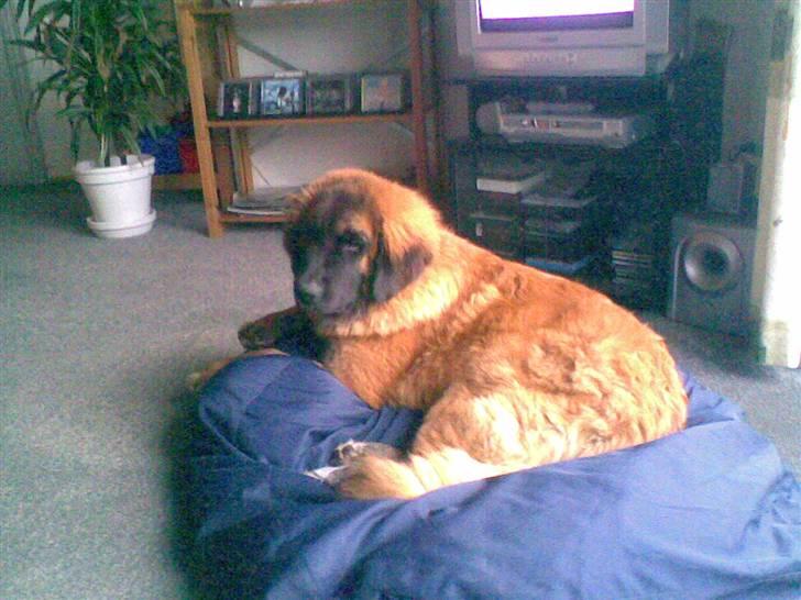 Leonberger Star of Regulus Red Skin - Undskyld den lidt dårlige kvalitet. er taget med mobil! billede 12