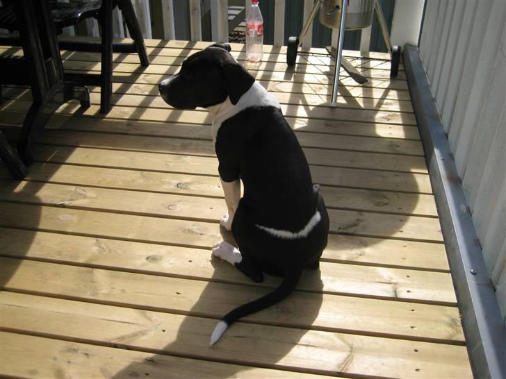 Blanding af racer Enzo *SOLGT* billede 11