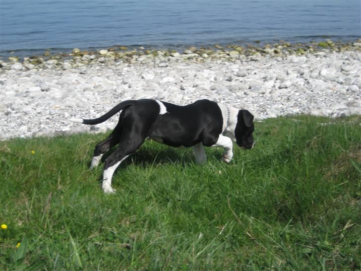 Blanding af racer Enzo *SOLGT* - Hvor er der meget der skal undersøges... billede 12