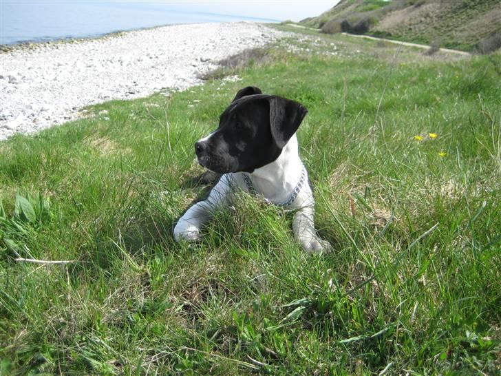 Blanding af racer Enzo *SOLGT* - Sikke en god udsigt ;) billede 13