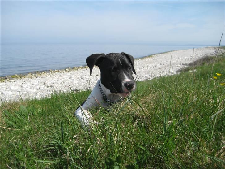 Blanding af racer Enzo *SOLGT* billede 14