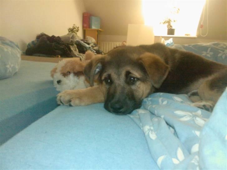 Blanding af racer Gizmo billede 6