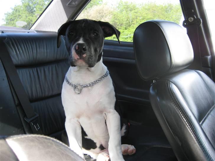 Blanding af racer Enzo *SOLGT* - Jeg elsker og kører bil :) billede 15