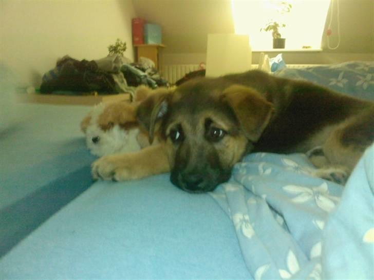 Blanding af racer Gizmo billede 7