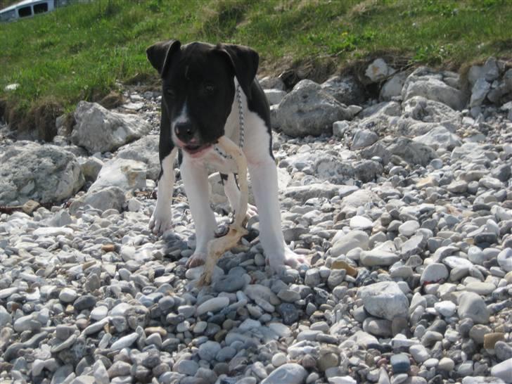 Blanding af racer Enzo *SOLGT* billede 17