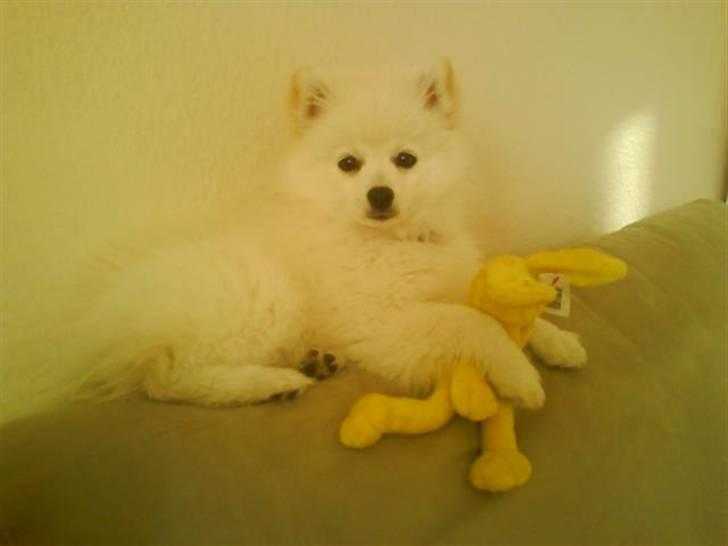 Blanding af racer Pelle billede 5