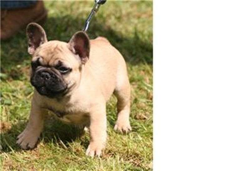 Fransk bulldog Boris billede 7