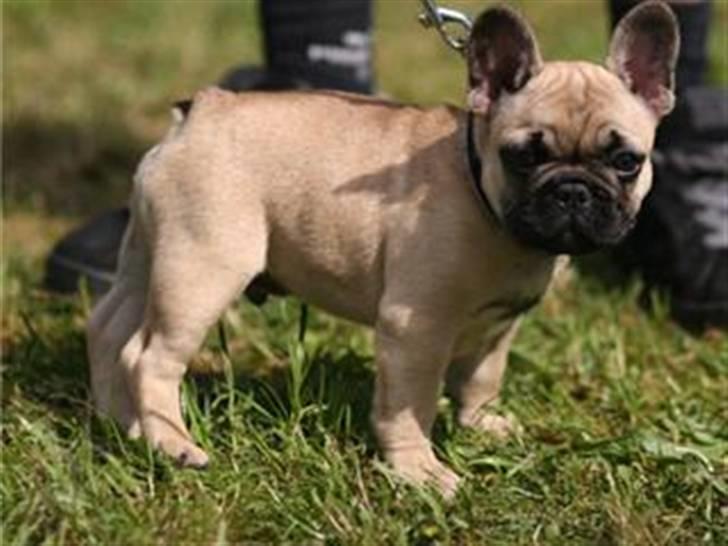 Fransk bulldog Boris billede 8