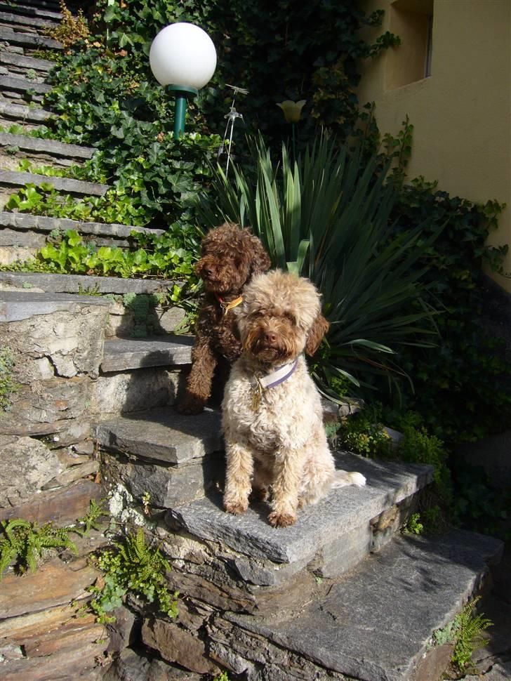 Lagotto romagnolo Viola billede 2