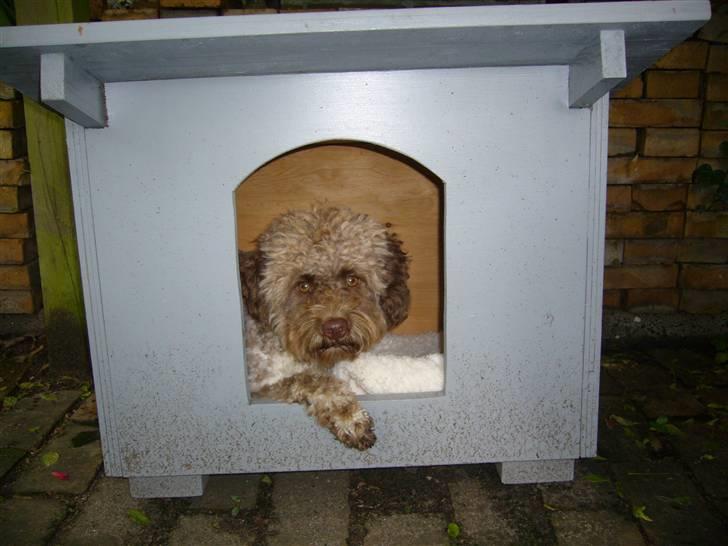 Lagotto romagnolo Viola billede 3