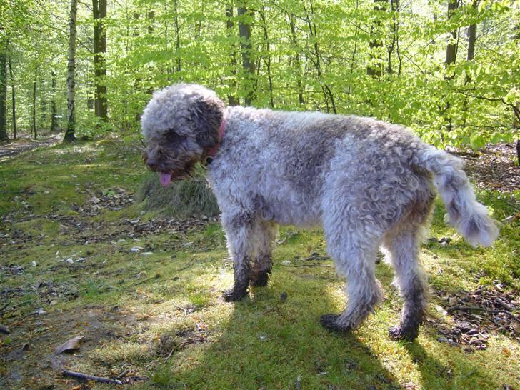 Lagotto romagnolo Viola billede 4