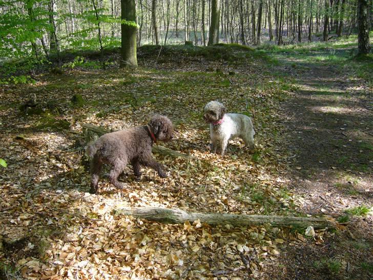 Lagotto romagnolo Viola billede 5
