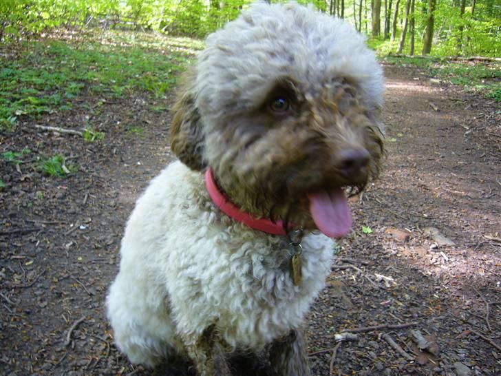 Lagotto romagnolo Viola billede 6