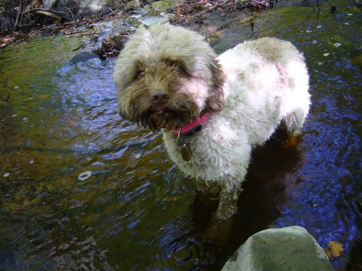 Lagotto romagnolo Viola billede 7