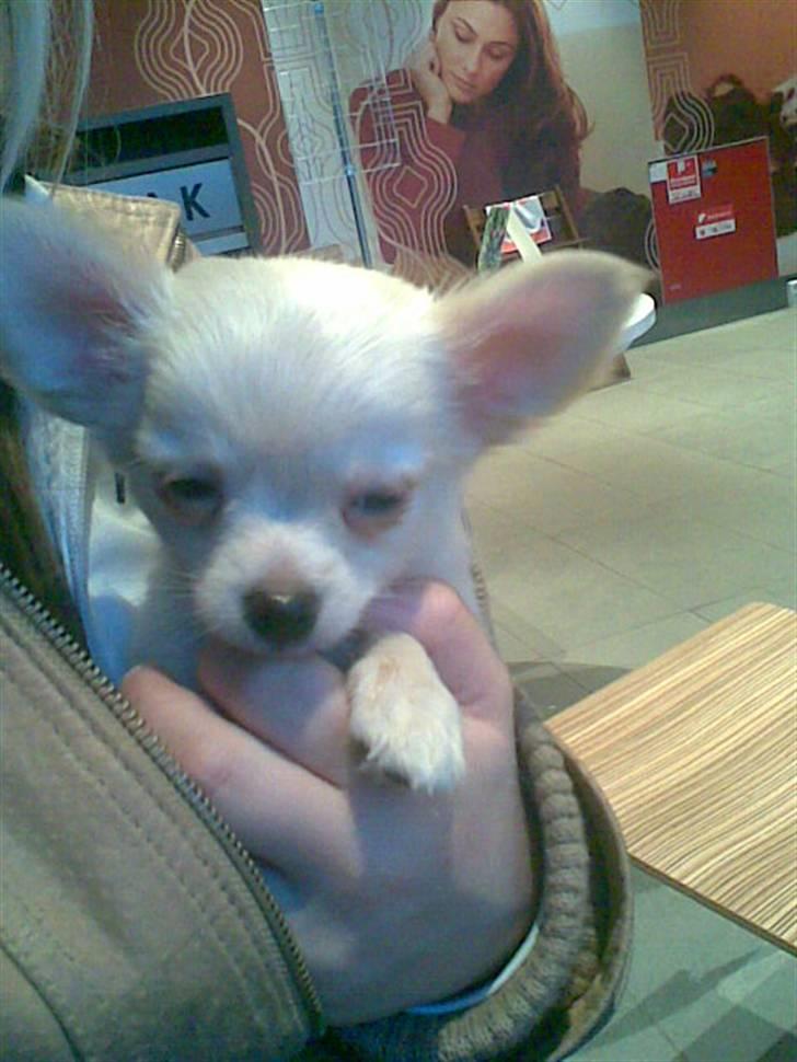 Chihuahua Kaiser - jeg er ikke træt billede 12