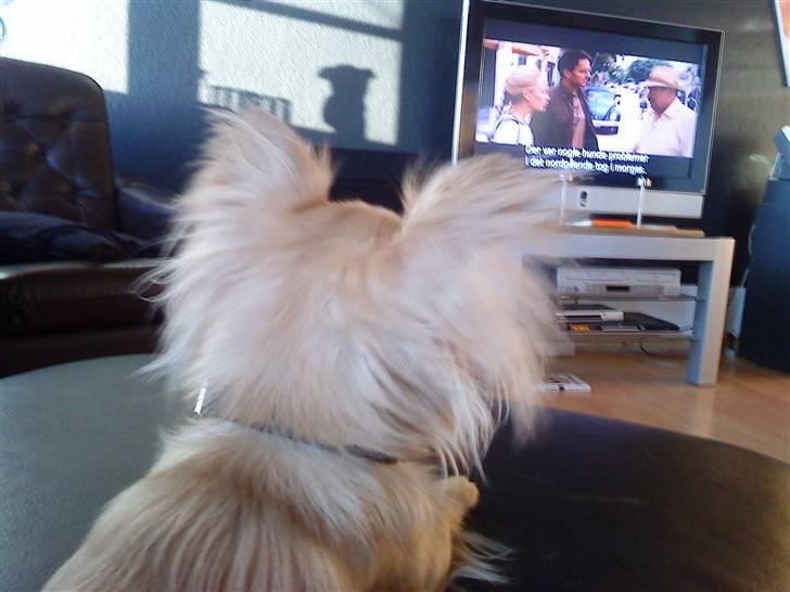 Chihuahua Kaiser - en god film  billede 13