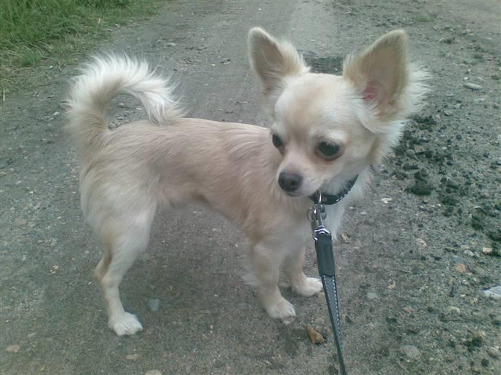 Chihuahua Kaiser - flot ikke billede 14