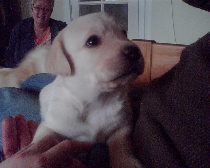 Labrador retriever Taco - Her er vi ude og kigge på ham for 1. gang :D Se hans små øre :´) {Foto: Mig} billede 8