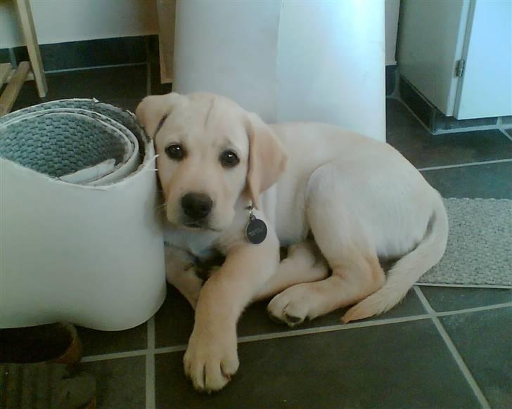 Labrador retriever Taco - Hvalpebillede :D {Foto: Mig} billede 9