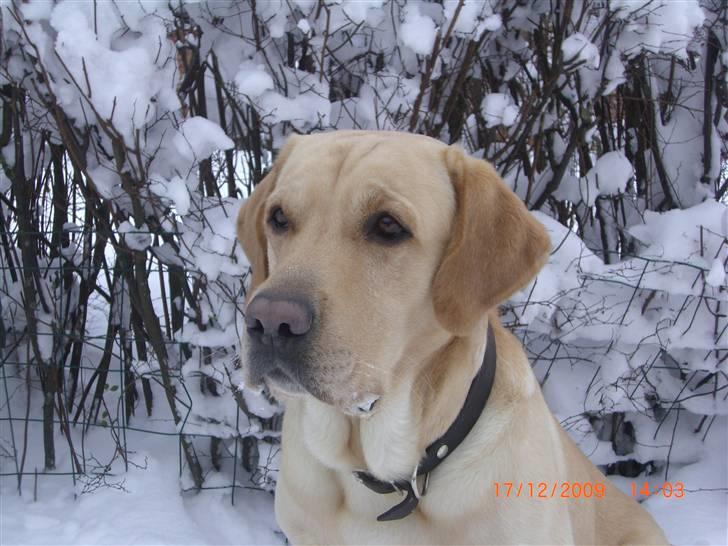 Labrador retriever Taco - Hr. lækker ;D -Endnu en gang i sit rette element ;). {Foto: Mig} billede 10