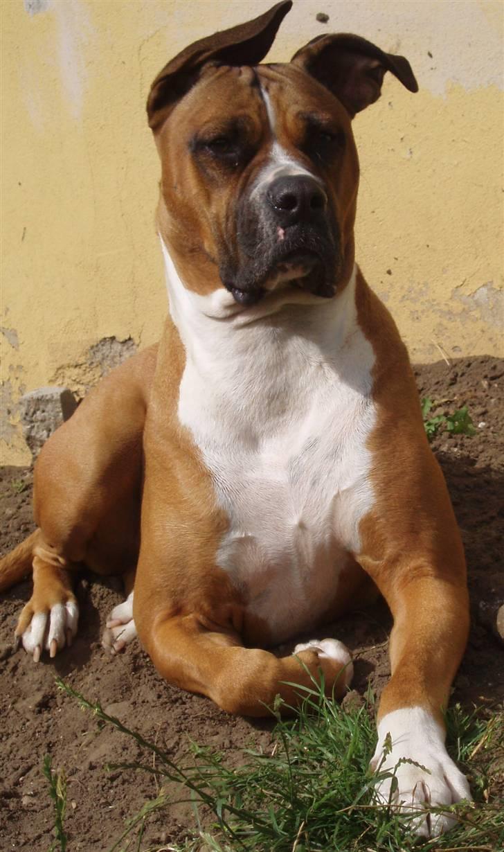 Blanding af racer Freja Godlike - Himmelhund - - Freja ligger og nyder solen efter at have gravet det halve af haven op billede 6