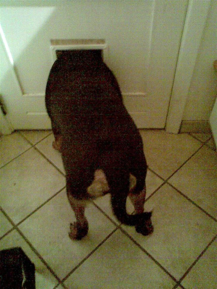 Rottweiler Leland de Sade-ness - Himmelhund - Hov hvor katten blev den af? billede 9