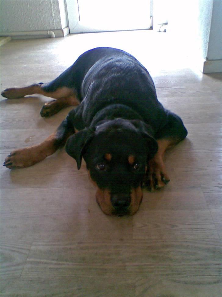 Rottweiler Leland de Sade-ness - Himmelhund - Sade venter på Freja giver ham lov til at spise billede 12