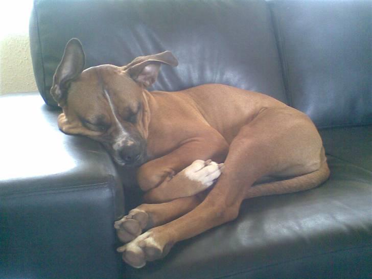 Blanding af racer Freja Godlike - Himmelhund - - Freja med flyveører og hudfolder.. Hun er nu skøn billede 9