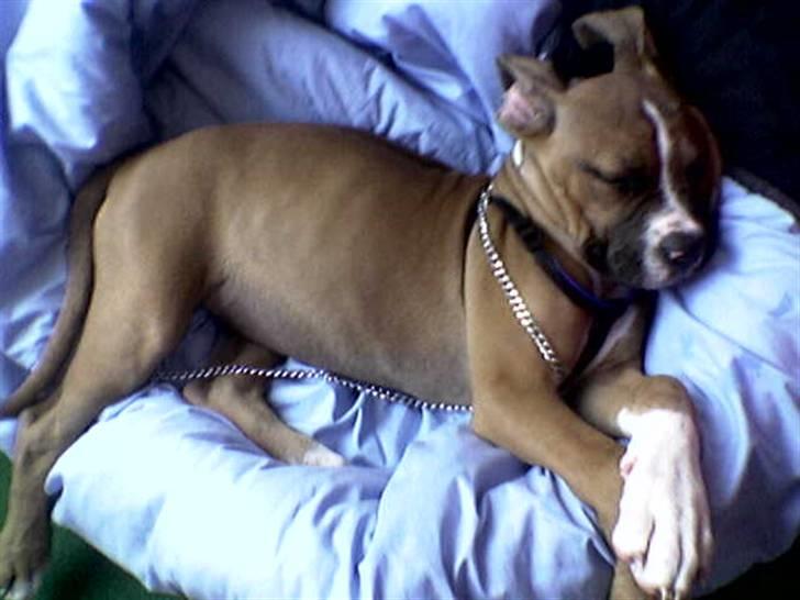 Blanding af racer Freja Godlike - Himmelhund - - Frejas første besøg på en campingplads, 13 uger. billede 17