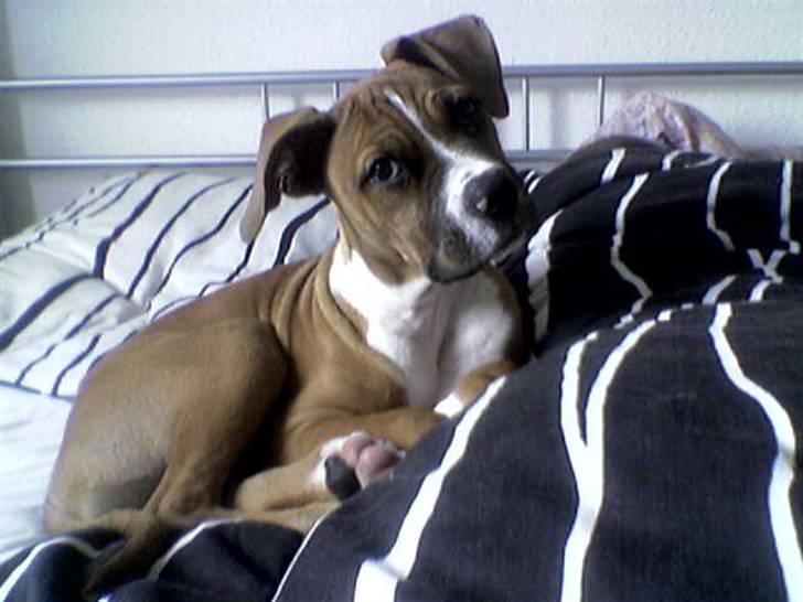 Blanding af racer Freja Godlike - Himmelhund - - Freja 14 uger. billede 16