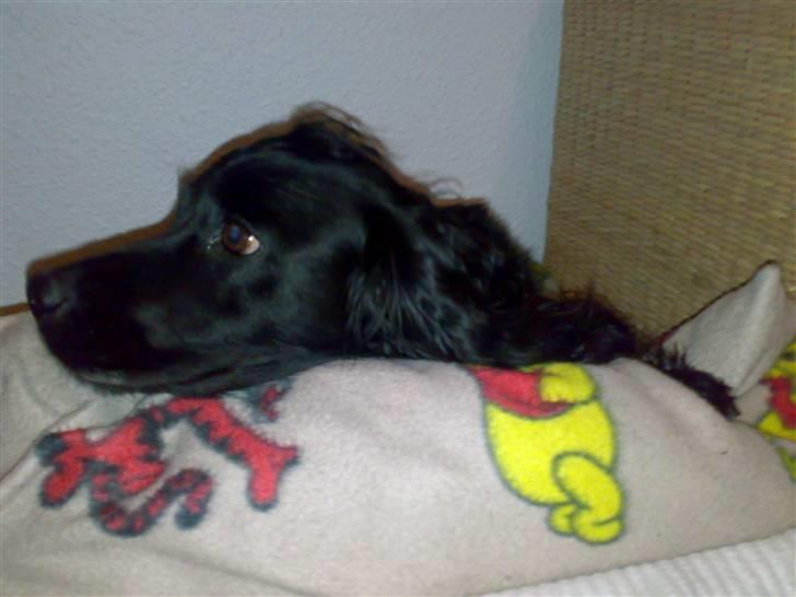 Field Trial spaniel Mille billede 5