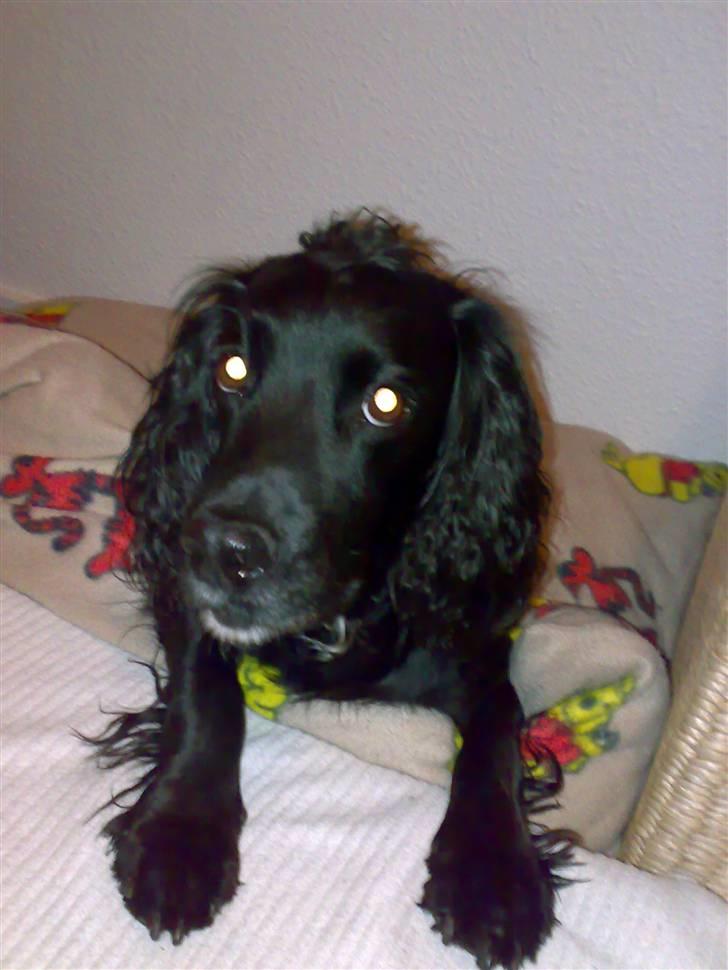 Field Trial spaniel Mille billede 6