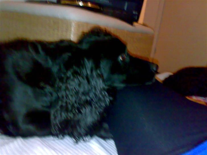 Field Trial spaniel Mille billede 7