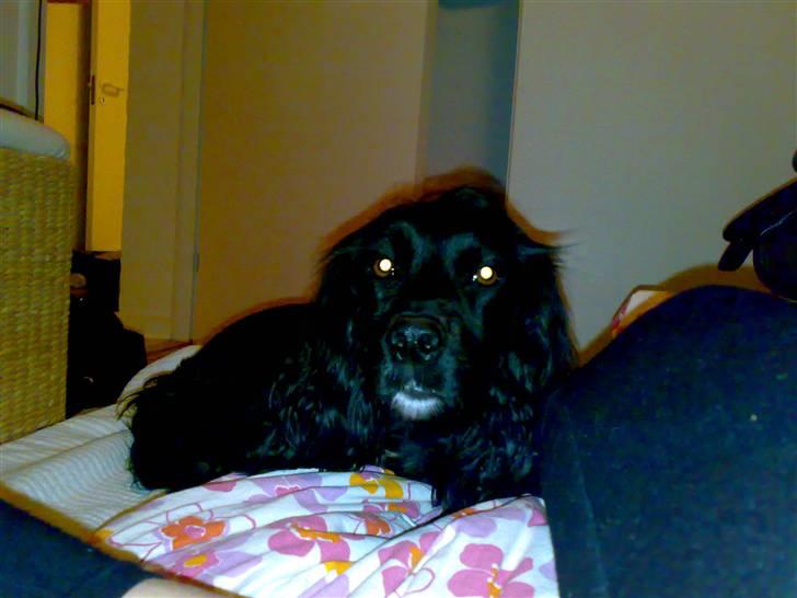 Field Trial spaniel Mille billede 8