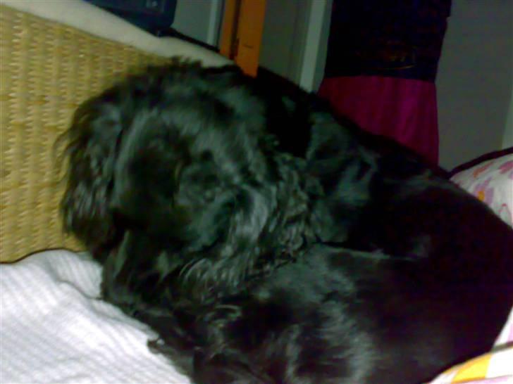 Field Trial spaniel Mille billede 9