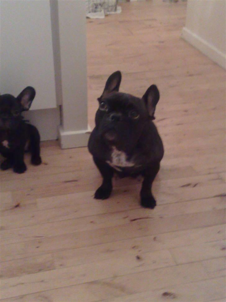 Fransk bulldog Chilli  - Candy flytteklar 21 november billede 1