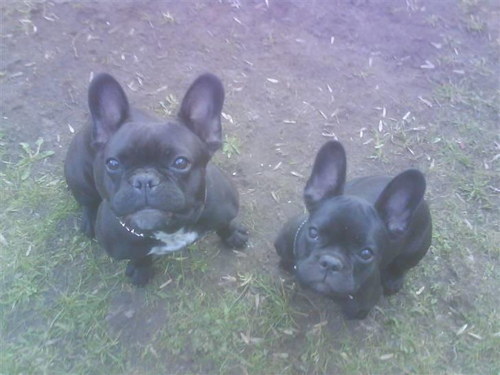 Fransk bulldog Chilli  - Mor Chilli & storesøster Maude billede 2