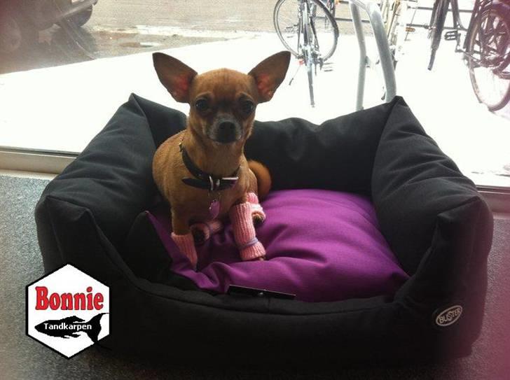 Chihuahua Duddi billede 6