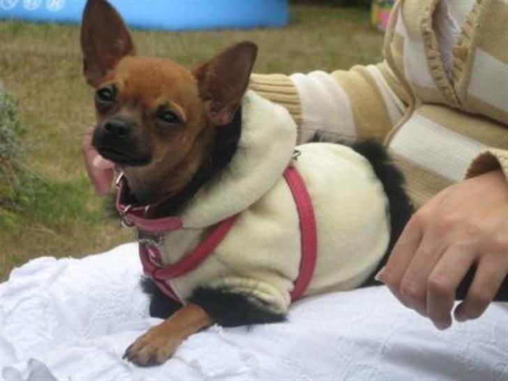 Chihuahua Duddi billede 7