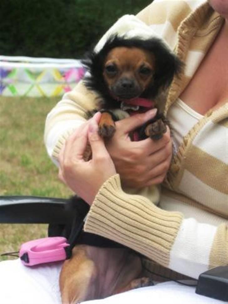 Chihuahua Duddi billede 8