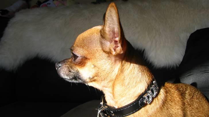 Chihuahua Duddi billede 9