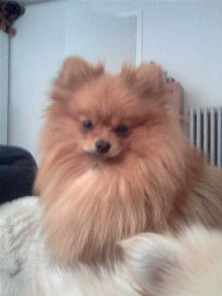 Pomeranian Kiko billede 10