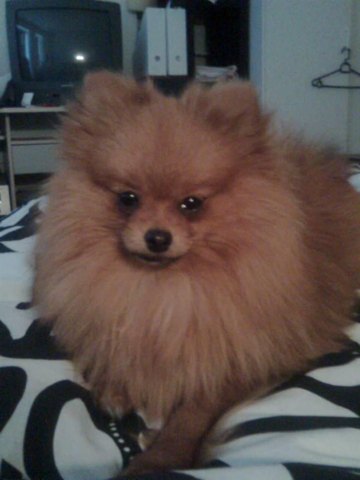 Pomeranian Kiko billede 11