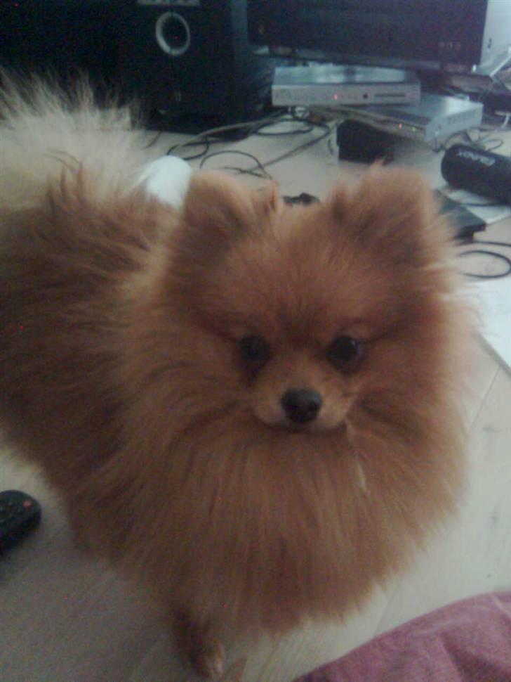 Pomeranian Kiko billede 12